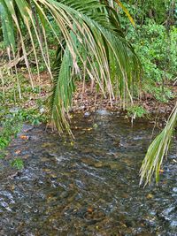 3.37-HECTARE FARM LAND IN CAPIRA — FROM $5 PER M², Capira, Panamá Oeste — camino que conduce a Nueva Arenosa y La Florida