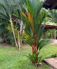 3.37-HECTARE FARM LAND IN CAPIRA — FROM $5 PER M², Capira, Panamá Oeste — camino que conduce a Nueva Arenosa y La Florida